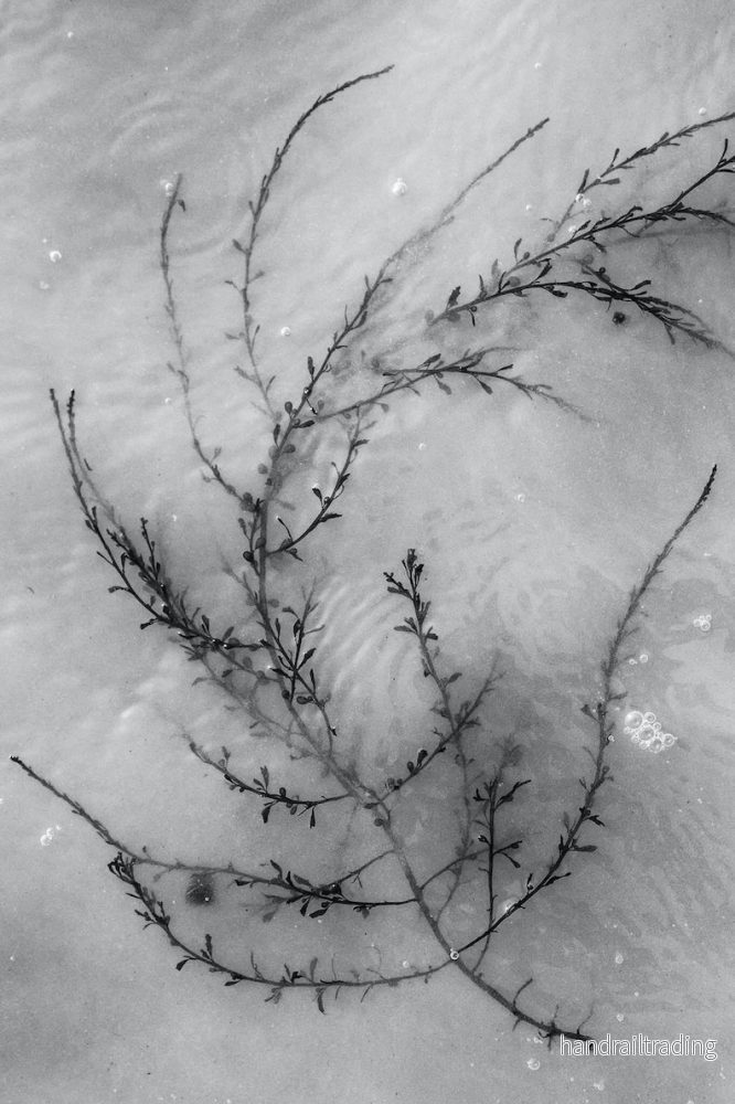 Jessica Lindgren Wu – Seaweed, art photo Jessica Lindgren Wu – Seaweed, art photo